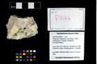 Foto (Objekt + Etikett) von Pithonoton marginatum (von Meyer, 1842)  (NHMW-GEO-2014-0194-0824)